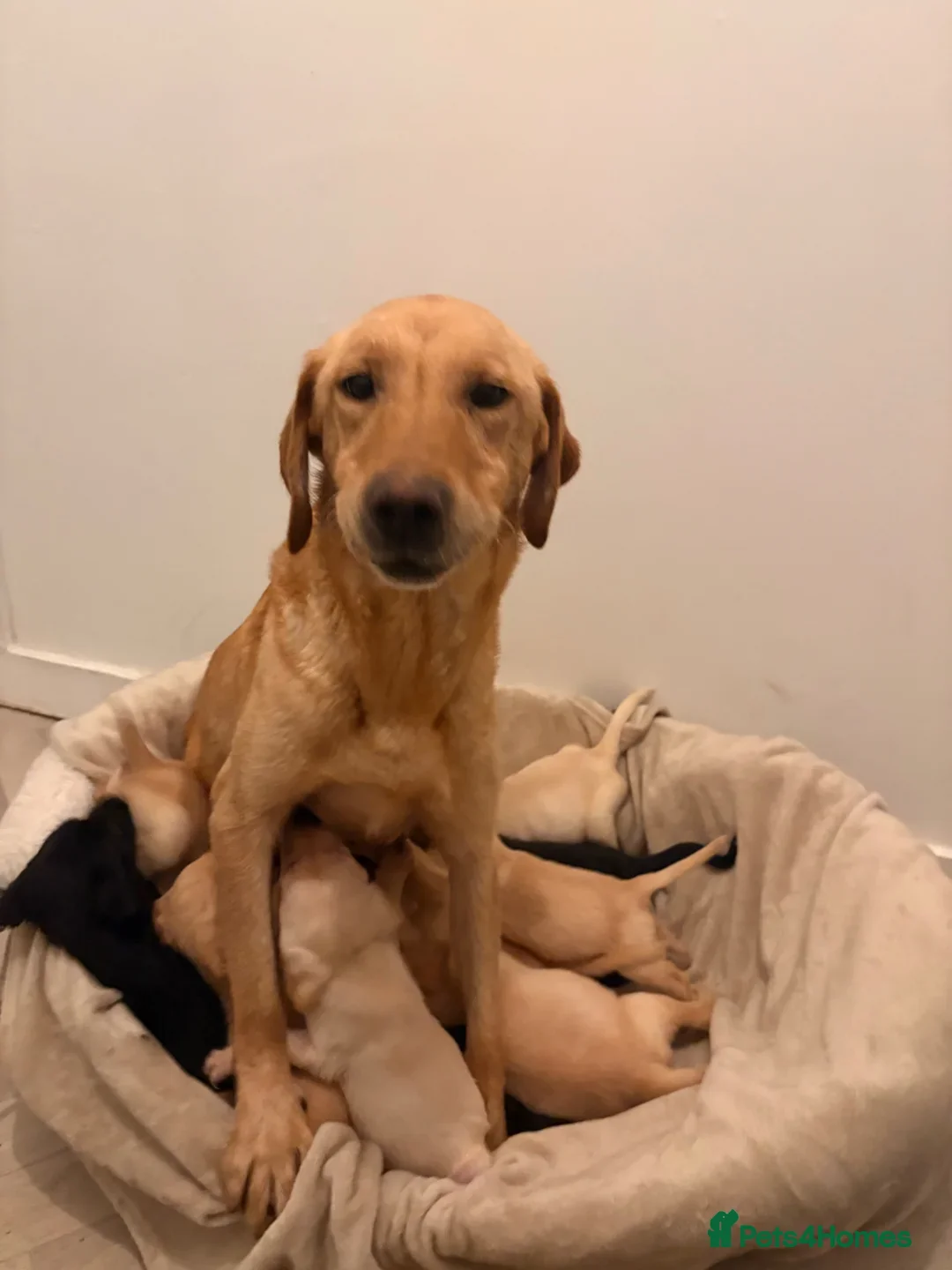 Labrador Retriever dogs for sale: Sweet Labrador Puppy Needs a New Family in Wembley - Advert 13