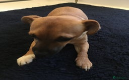 Chorkie dogs for sale: 9 month old male chorky  - Image 2