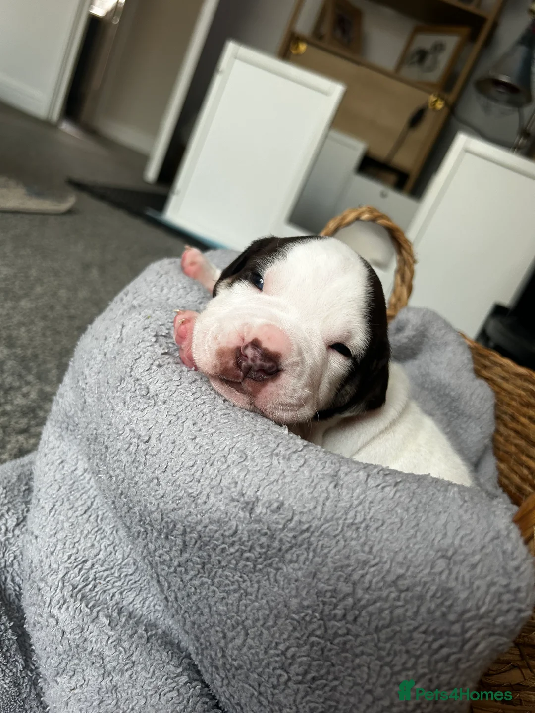 Mixed Breed dogs for sale: Mixed breed dogs  - Advert 7