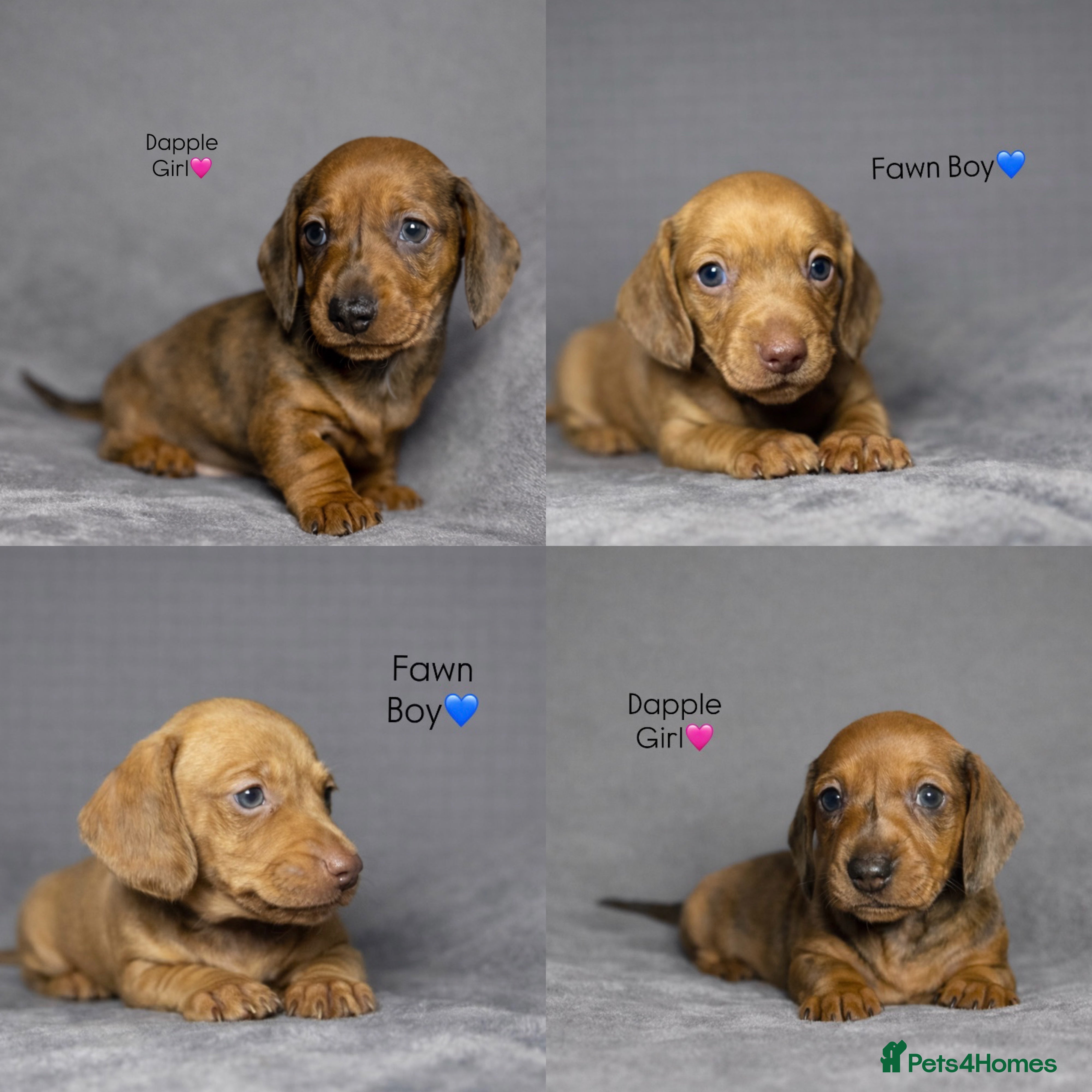 Miniature Dachshund dogs READY NOW! Smooth Haired Miniature Dachshunds - Advert 2