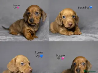 Miniature Dachshund dogs READY NOW! Smooth Haired Miniature Dachshunds - Advert 2