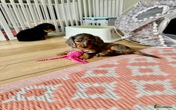 Dachshund dogs for sale: KC reg. Long hair miniature Dachshund puppies  - Image 8
