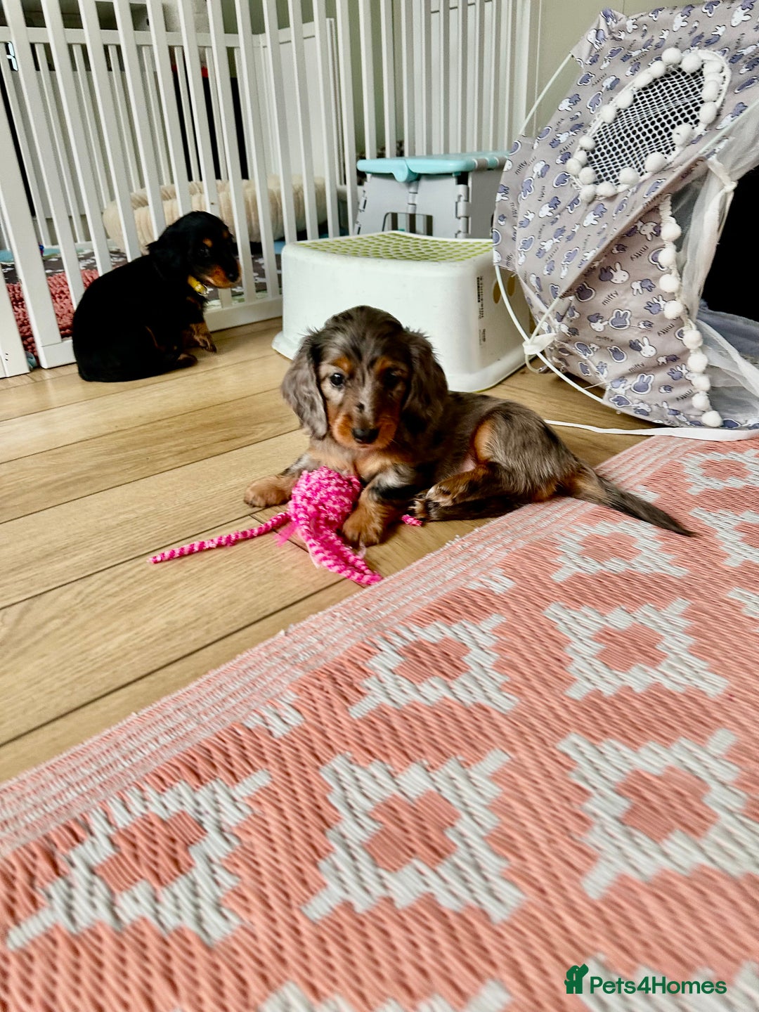 Dachshund dogs for sale: KC reg. Long hair miniature Dachshund puppies  - Image 8