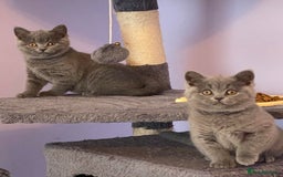 British Shorthair cats for sale: British Shorthair kittens - Image 4