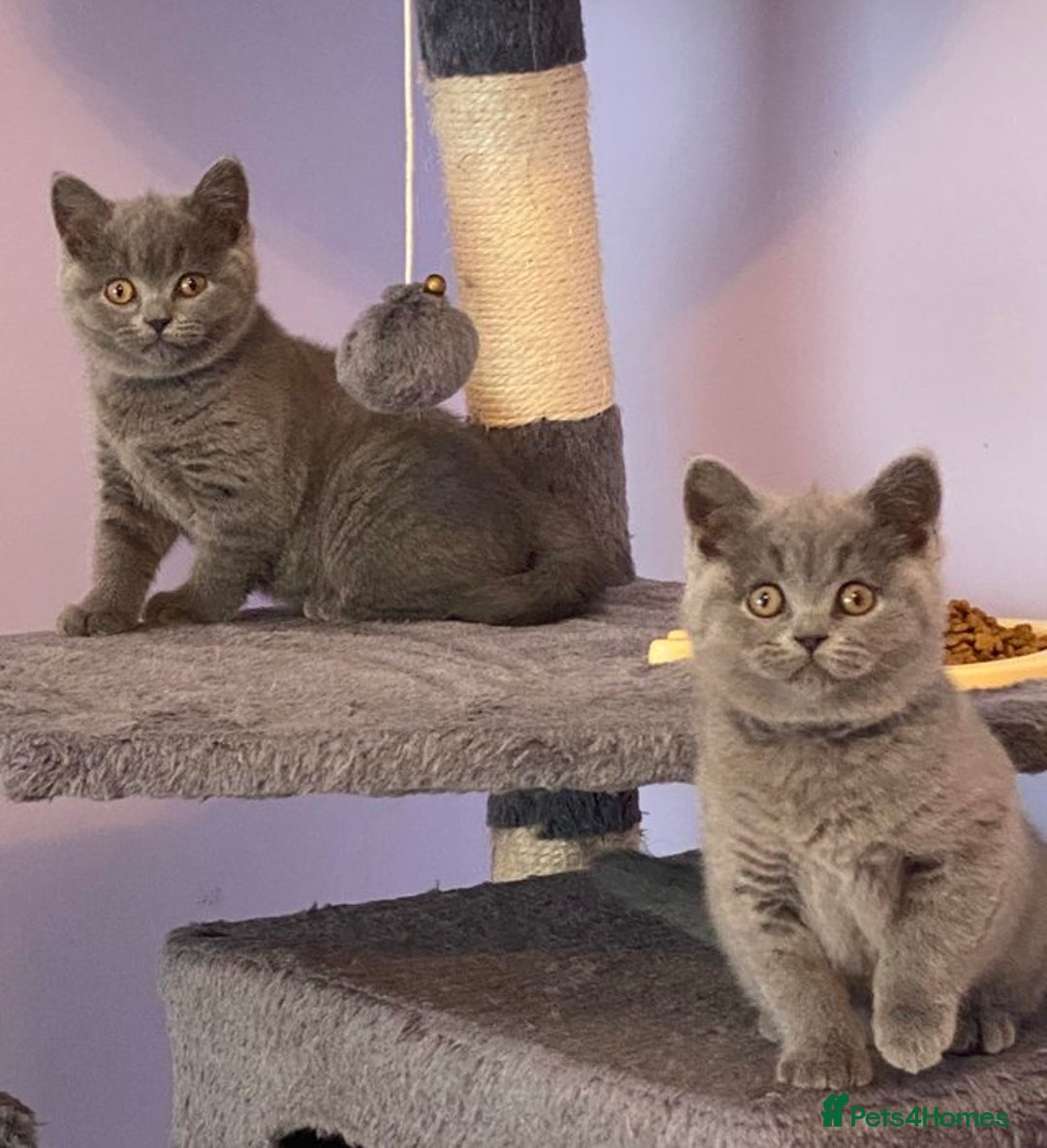 British Shorthair cats for sale: British Shorthair kittens - Image 4