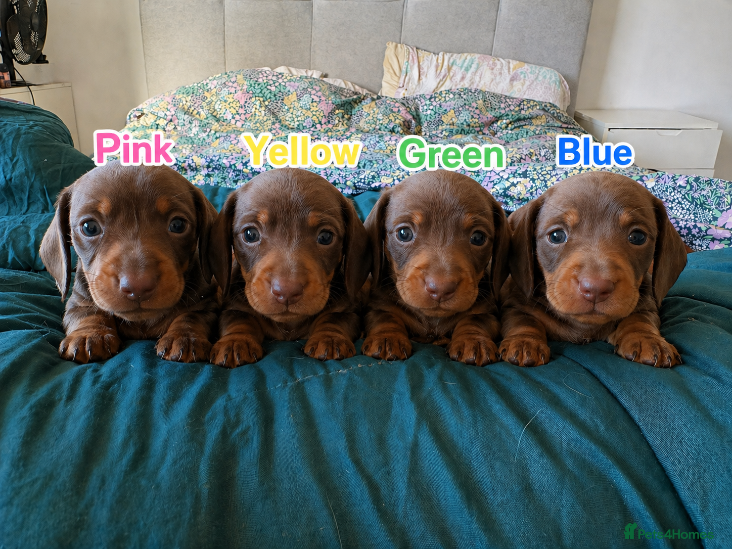Miniature Dachshund dogs Mini Dachshund Pups – choc & tan Girls Available - Advert 11