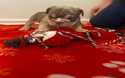 English Bulldog dogs for sale: 🐶✨ English Bulldog Puppies Available! ✨🐶 - Advert 13