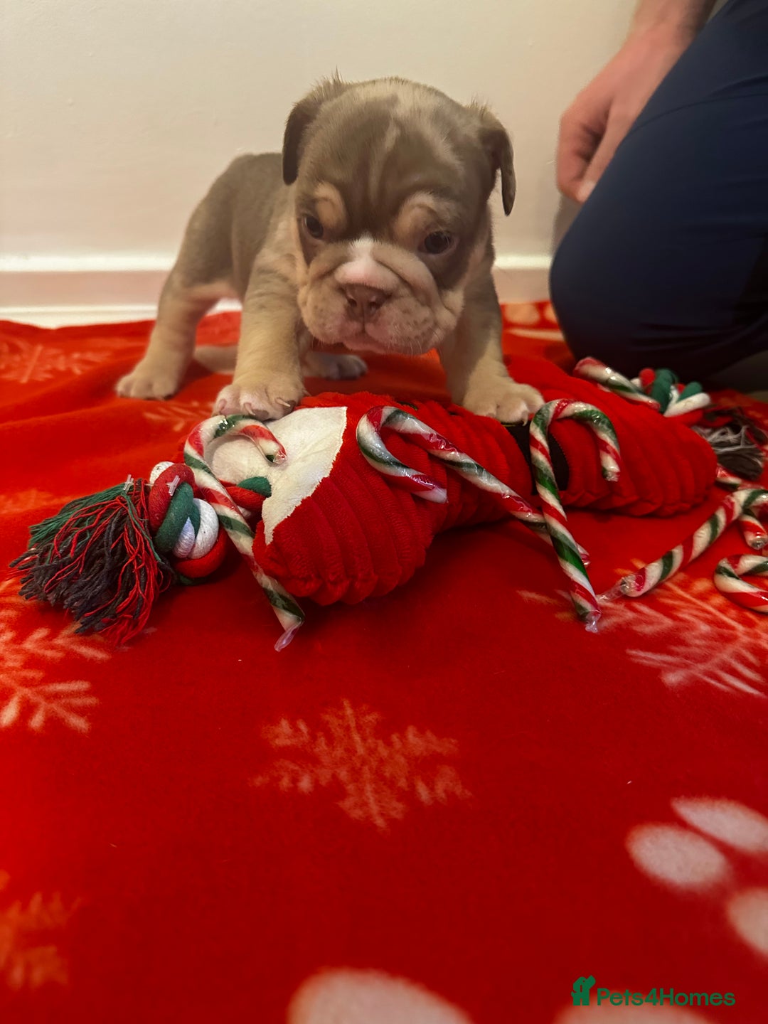 English Bulldog dogs for sale: 🐶✨ English Bulldog Puppies Available! ✨🐶 - Advert 13