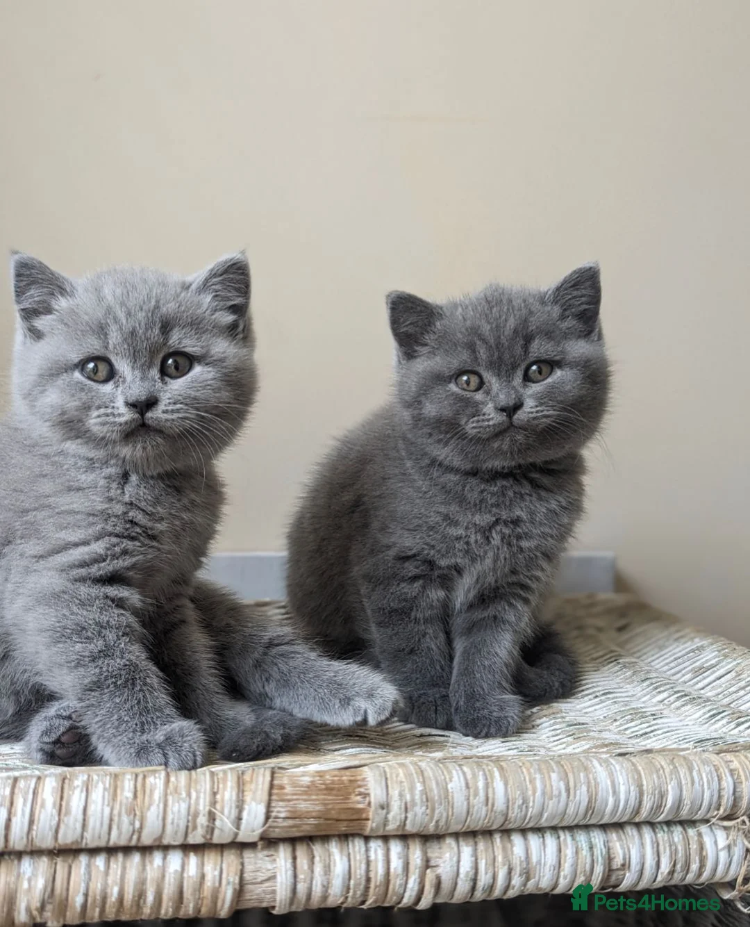 British Shorthair cats for sale: 8 weeks boy and girl - Dad 5 times champion 🏆 - Advert 1