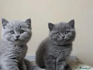 British Shorthair cats 8 weeks boy and girl - Dad 5 times champion 🏆 - Advert 1
