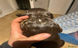 Cocker Spaniel dogs for sale: Cocker spaniel puppies - Image 8