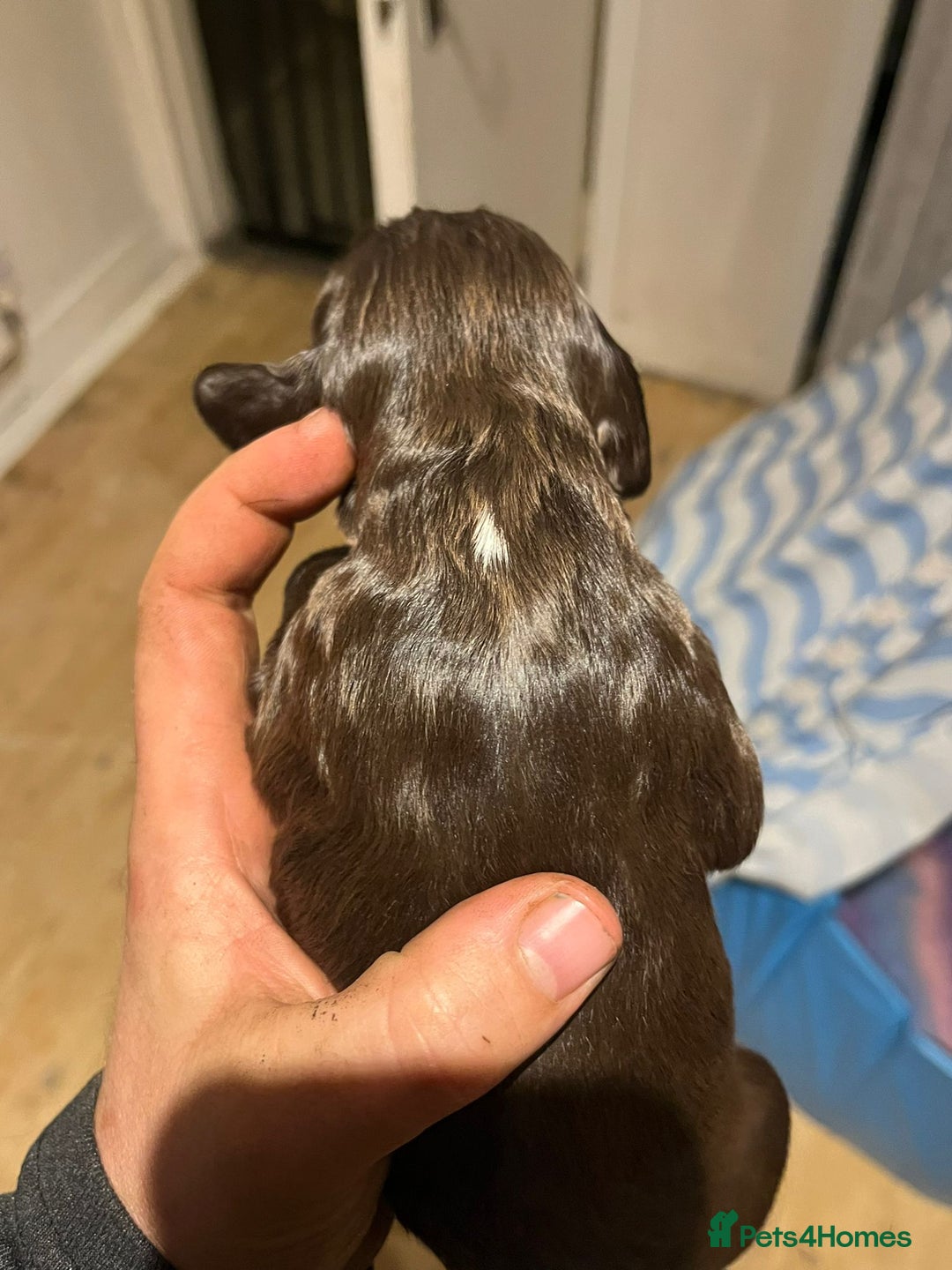 Cocker Spaniel dogs for sale: Cocker spaniel puppies - Image 8