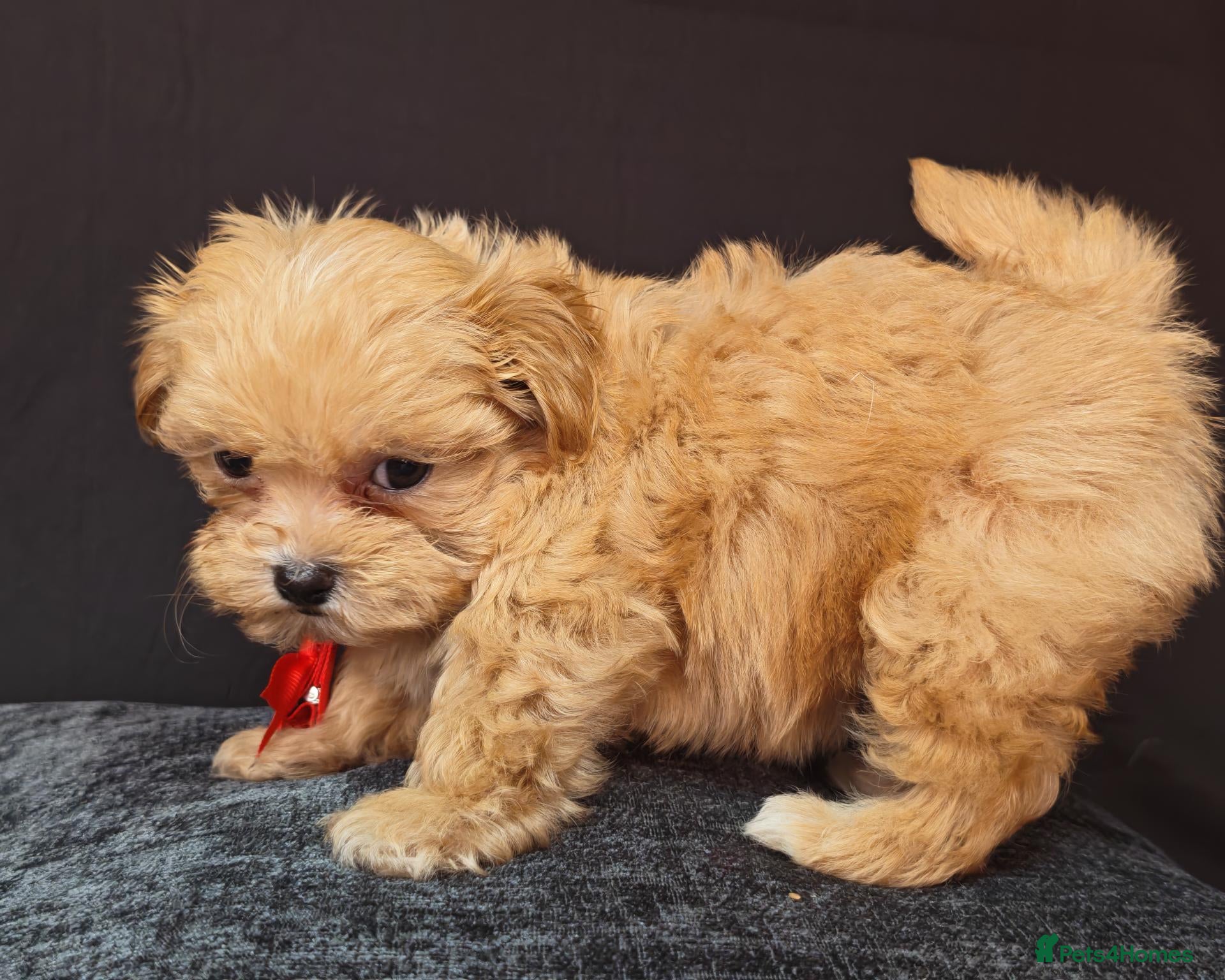 Maltipoo dogs Maltipoo Miny ready to Leave soon - Advert 6
