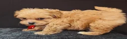 Maltipoo dogs for sale: Maltipoo Miny ready to Leave soon - Advert 26