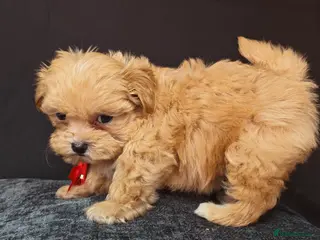 Maltipoo dogs Maltipoo Miny ready to Leave soon - Advert 6