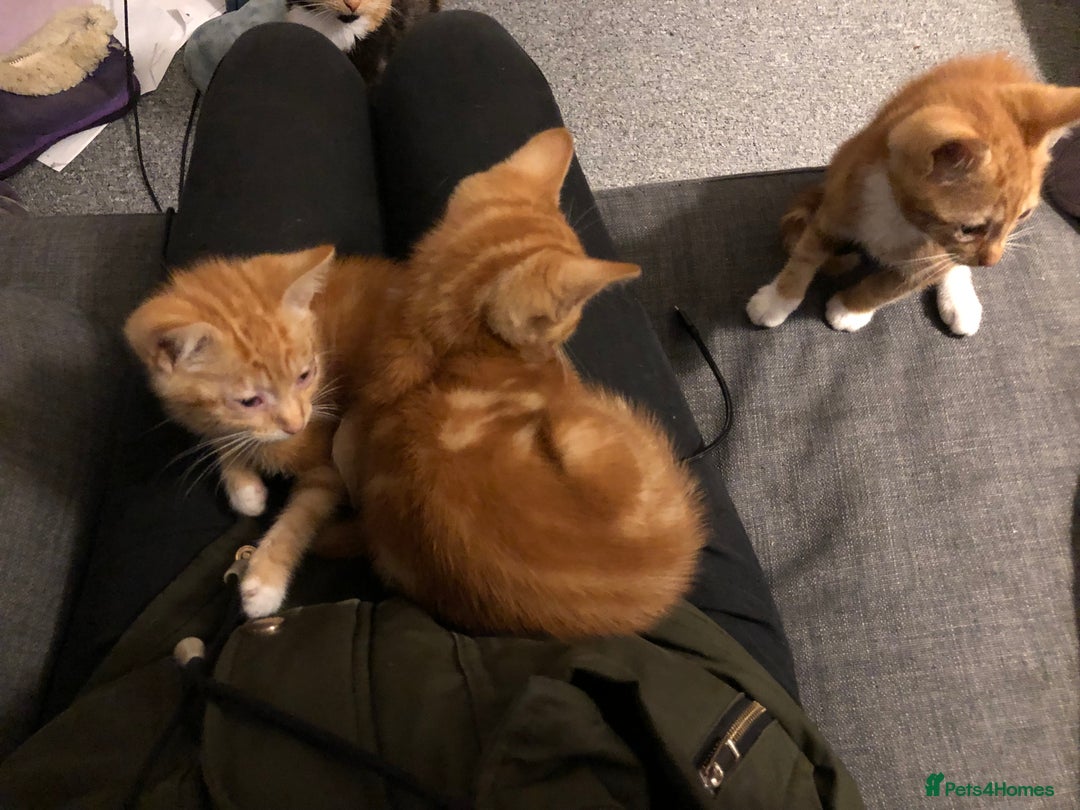 Mixed Breed cats for sale: Three Male Ginger & White Kittens Available - Image 2