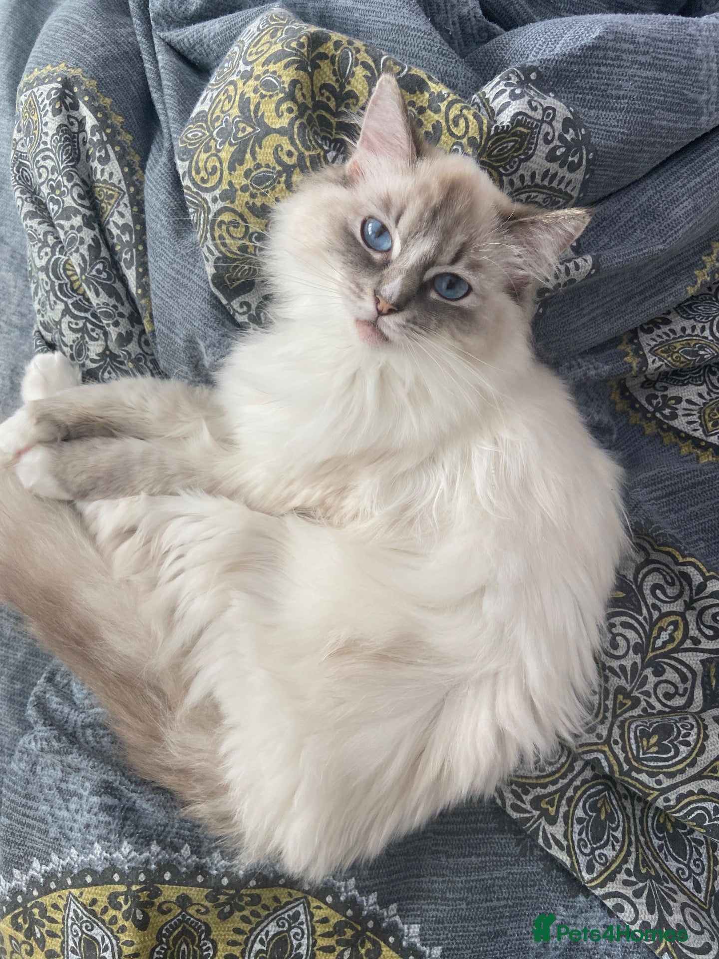Ragdoll cats for sale: The prettiest Ragdoll is looking for a new home  - Advert 5