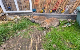 Mini Lop rabbits for sale: 2 male mini lops rabbits for sale  - Image 6