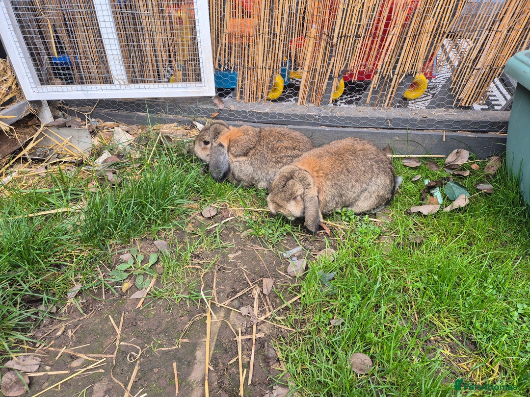 Mini Lop rabbits for sale: 2 male mini lops rabbits for sale  - Image 6