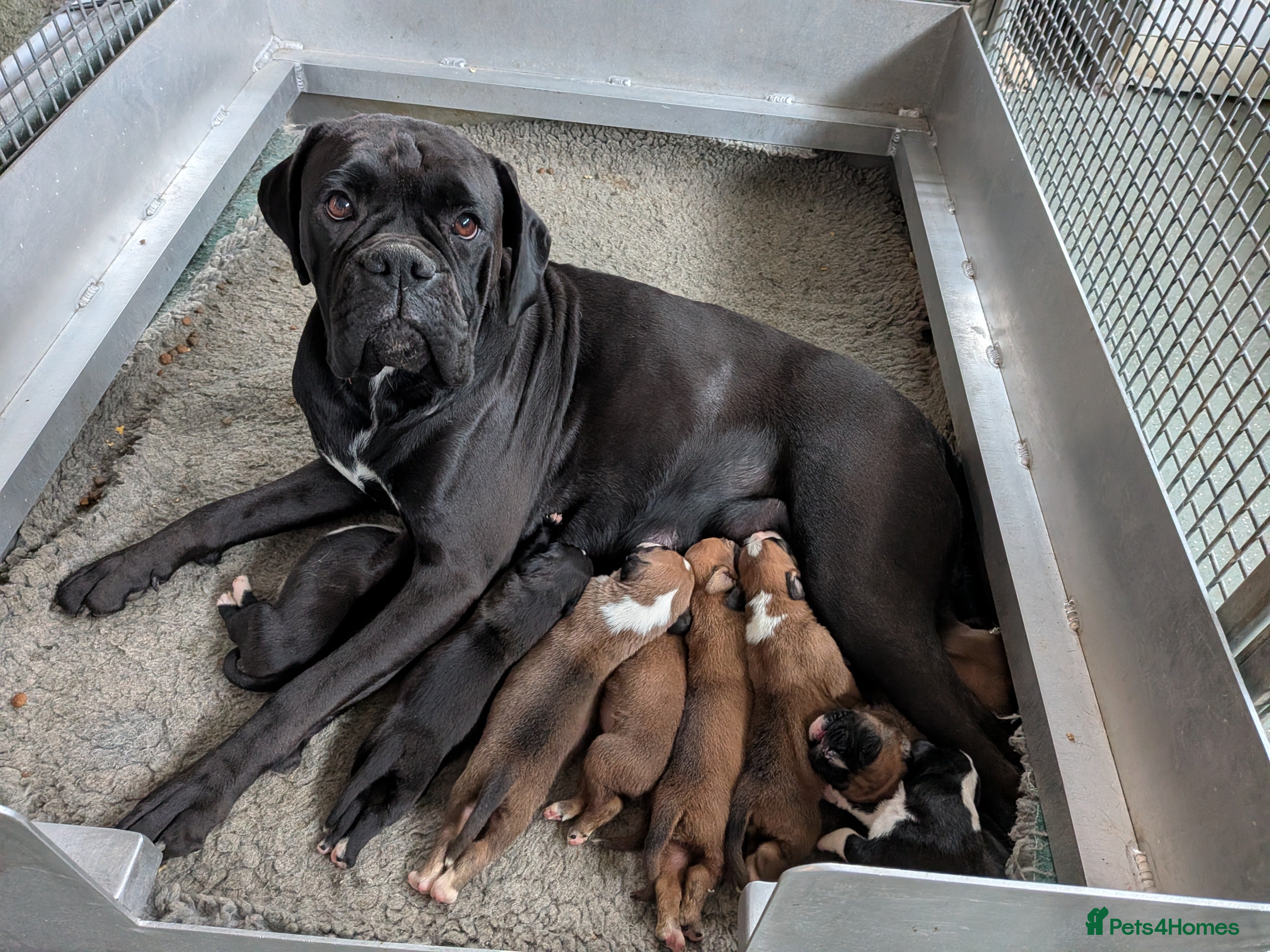 Boxer dogs Stunning KC registered boxer puppies  - Advert 1