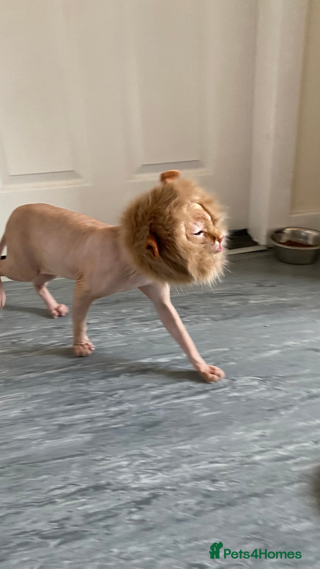 Sphynx cats for stud: Aslan  - Advert 8