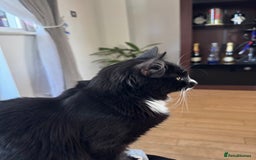 British Longhair cats for sale: A beautiful longhair couple  - Image 9