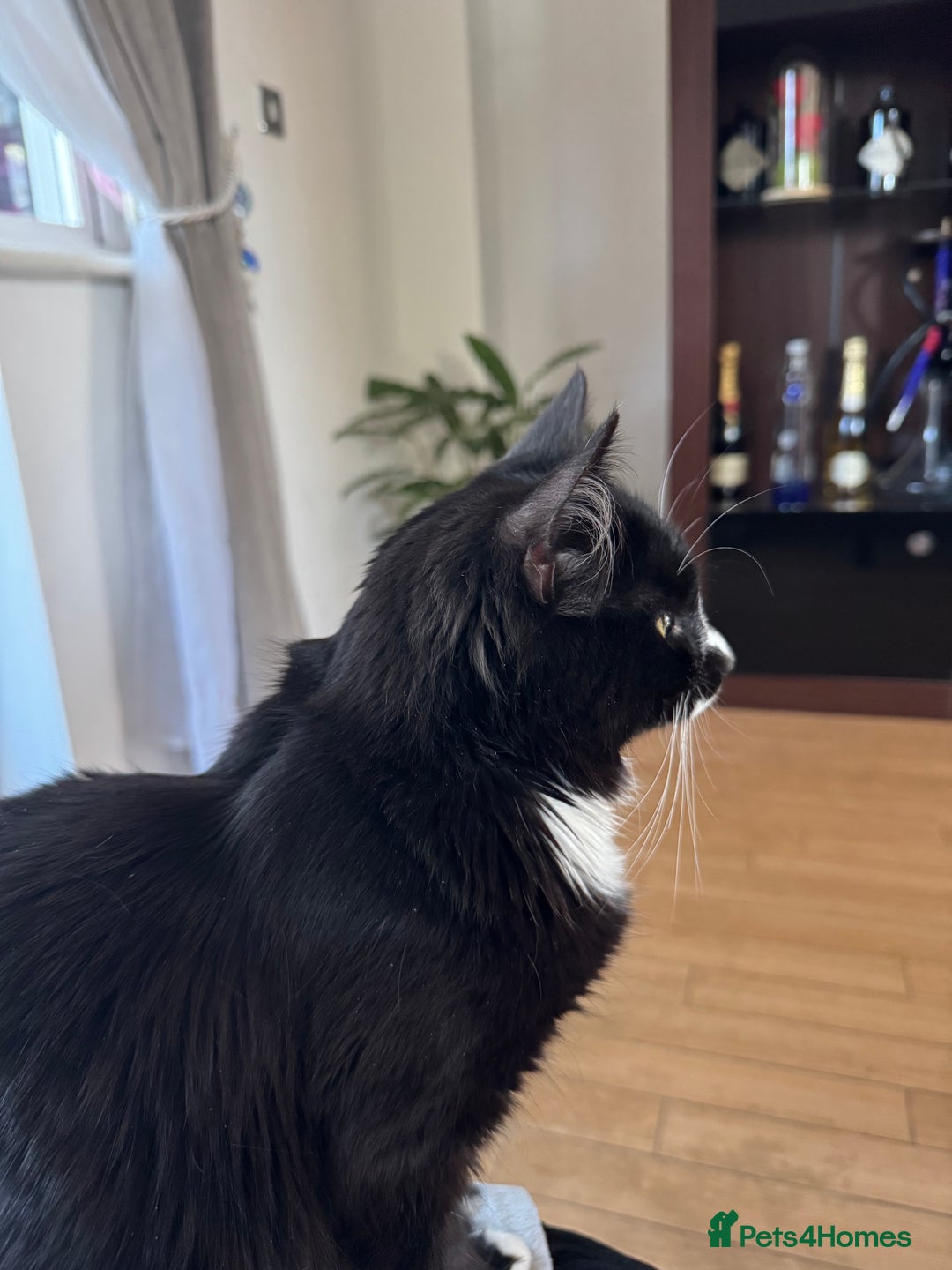 British Longhair cats for sale: A beautiful longhair couple  - Image 9