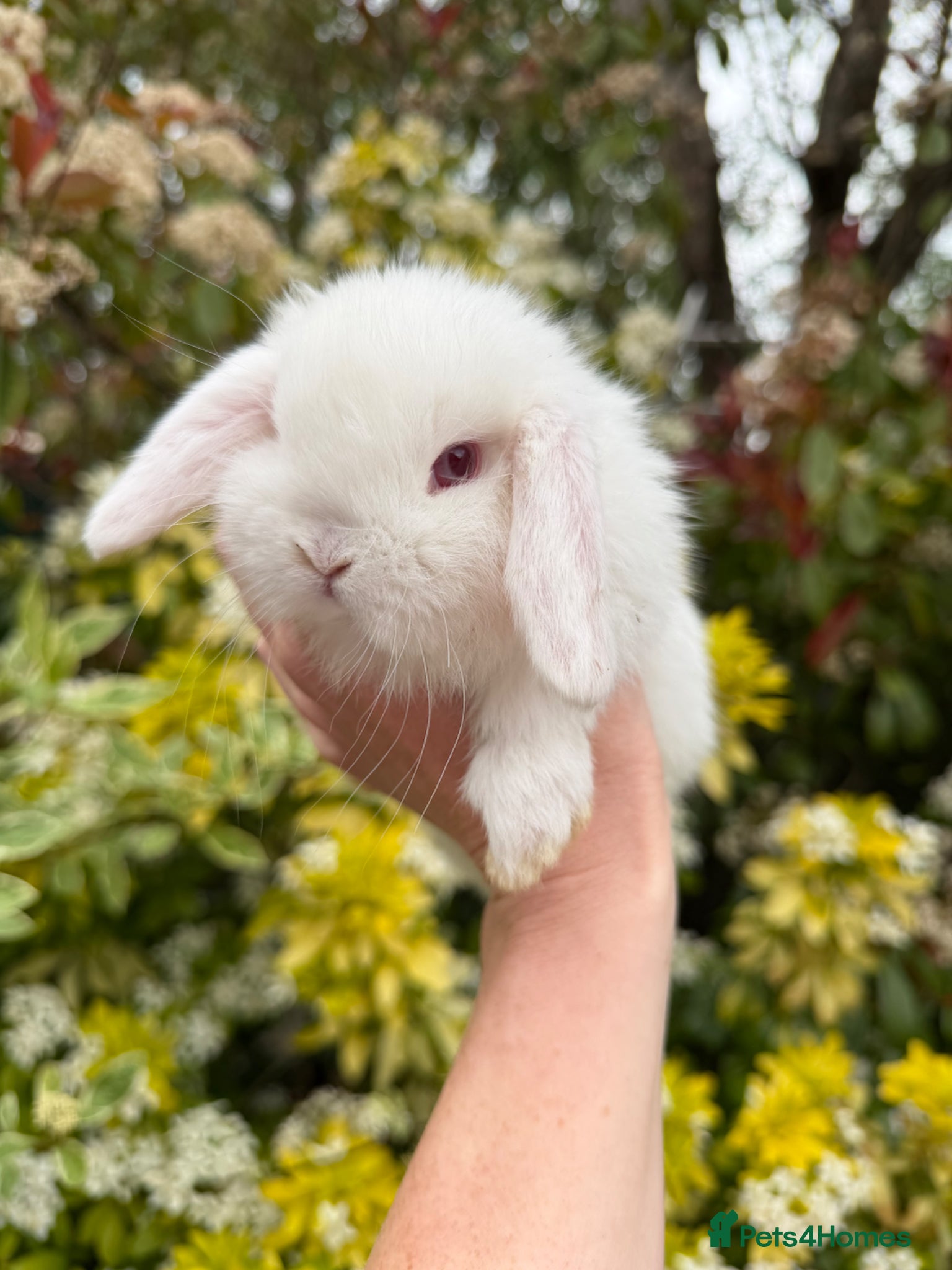 Mini Lop rabbits Beautiful mini lop babies  - Advert 21