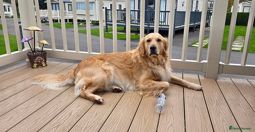 Golden Retriever dogs for sale: KC Golden Retrievers 🧬 Health Tested Parents - Advert 3