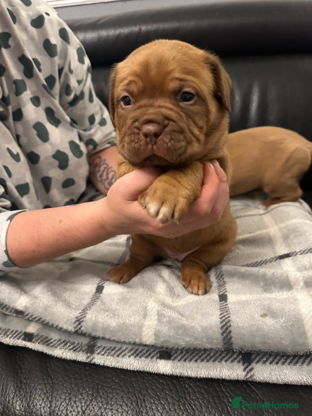Dogue De Bordeaux dogs for sale: Stunning litter kc Dogue de Bordeaux puppies - Image 2