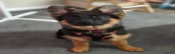 German Shepherd dogs for sale: Gorgeous KC Registered Male German Shepherd - Advert 3