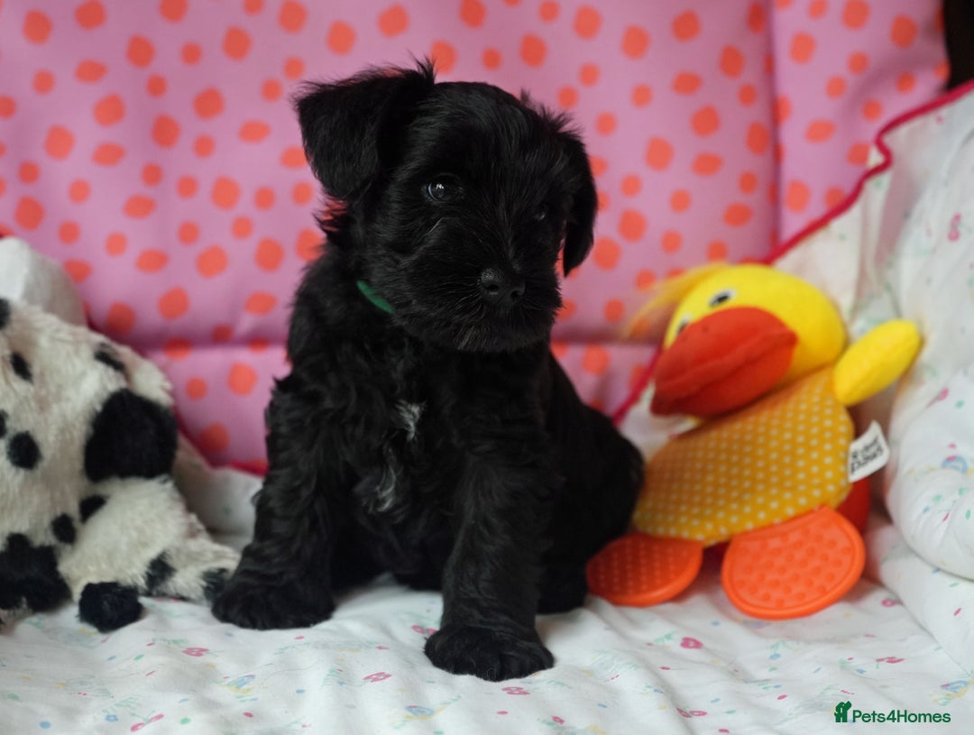 Miniature Schnauzer dogs for sale: KC registered Miniature Schnauzers lovingly reared - Image 9