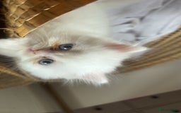 Persian cats for sale: Pure Persian baby's looking lovely home   - Image 13