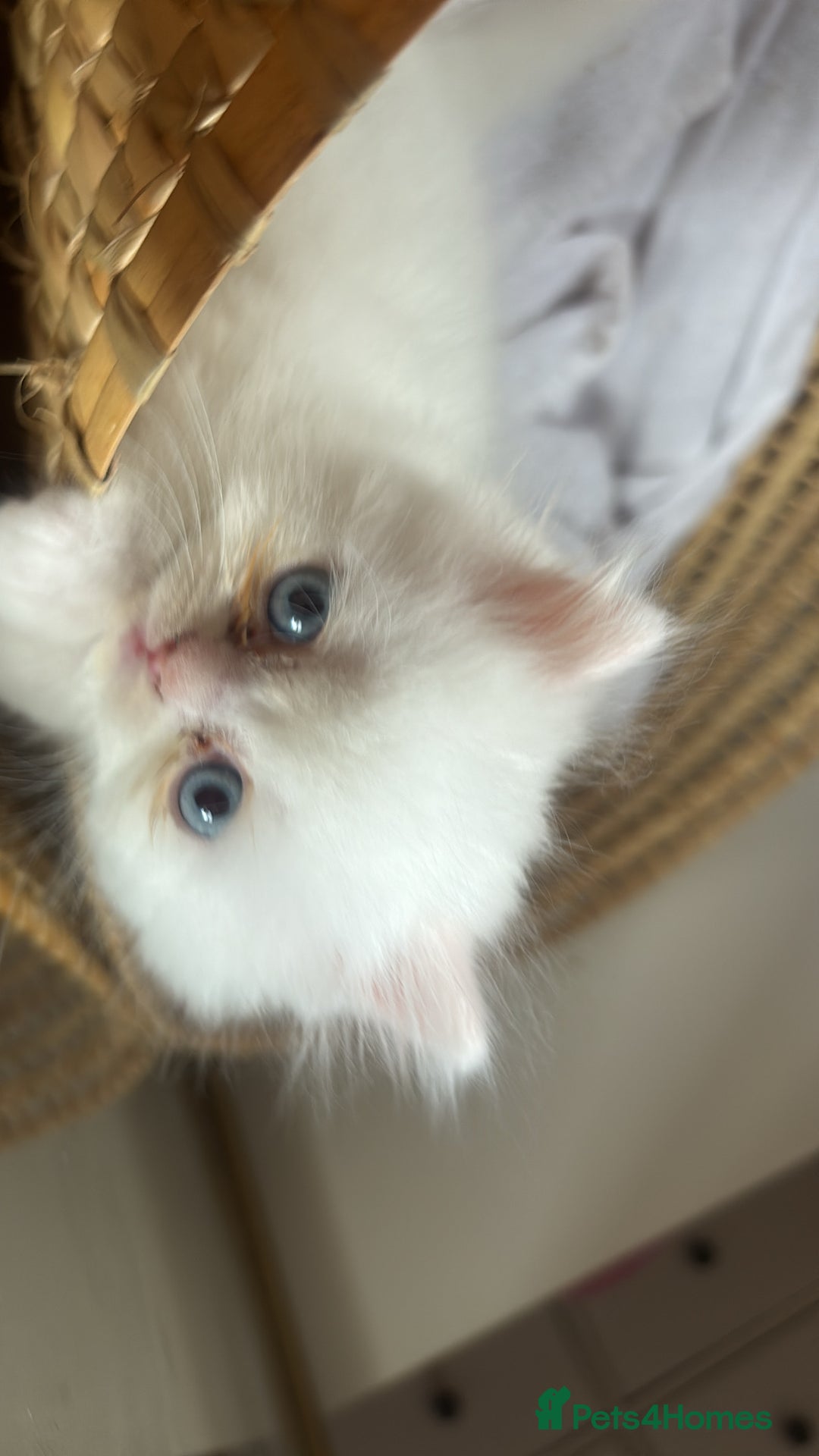 Persian cats for sale: Pure Persian baby's looking lovely home   - Image 13