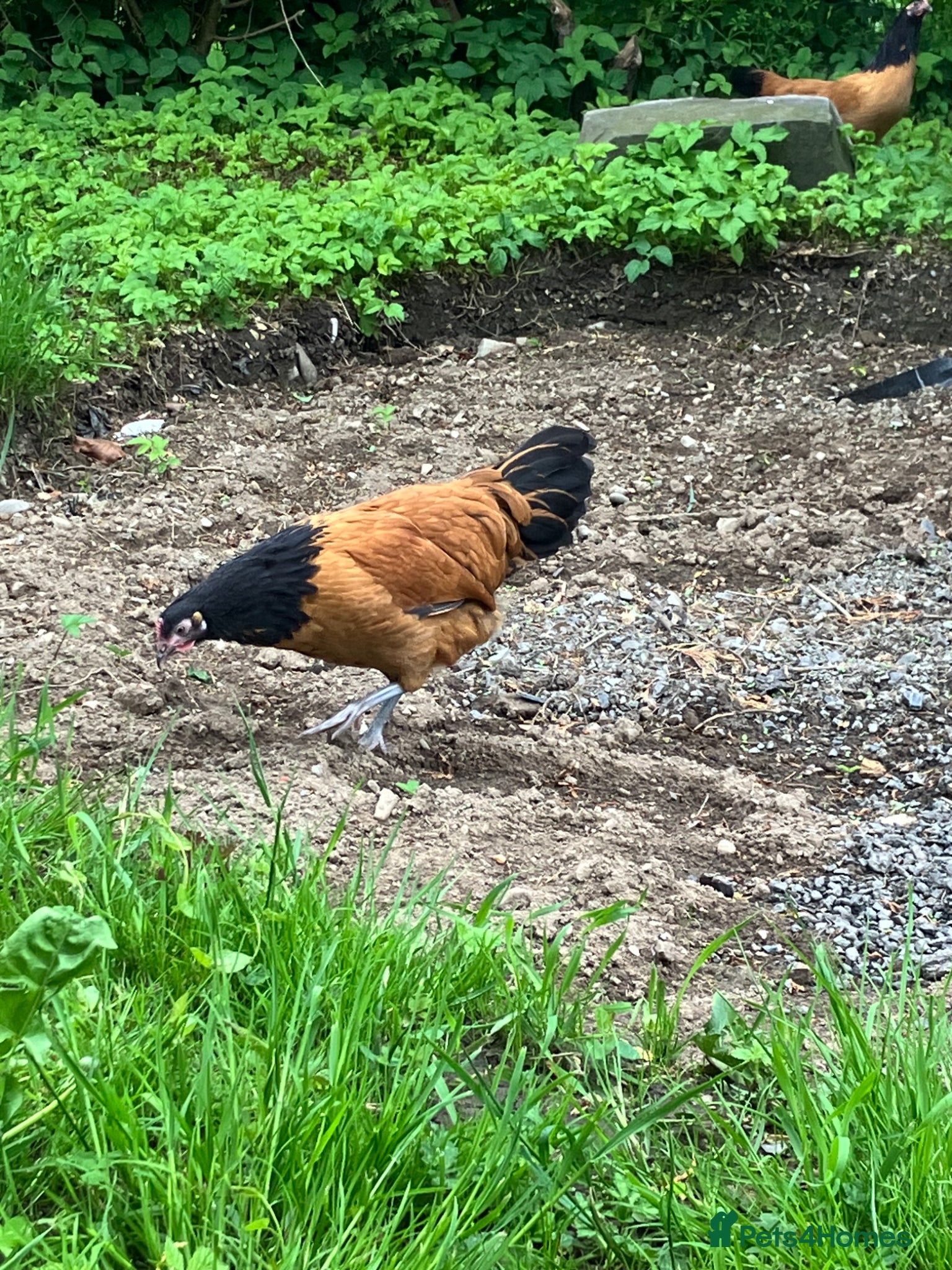 Hens poultry Looking to rehome two Vorwerk Hens  - Advert 3
