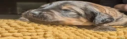 Mixed Breed dogs for sale: Rottweiler / Rottidoodle puppies - Advert 30