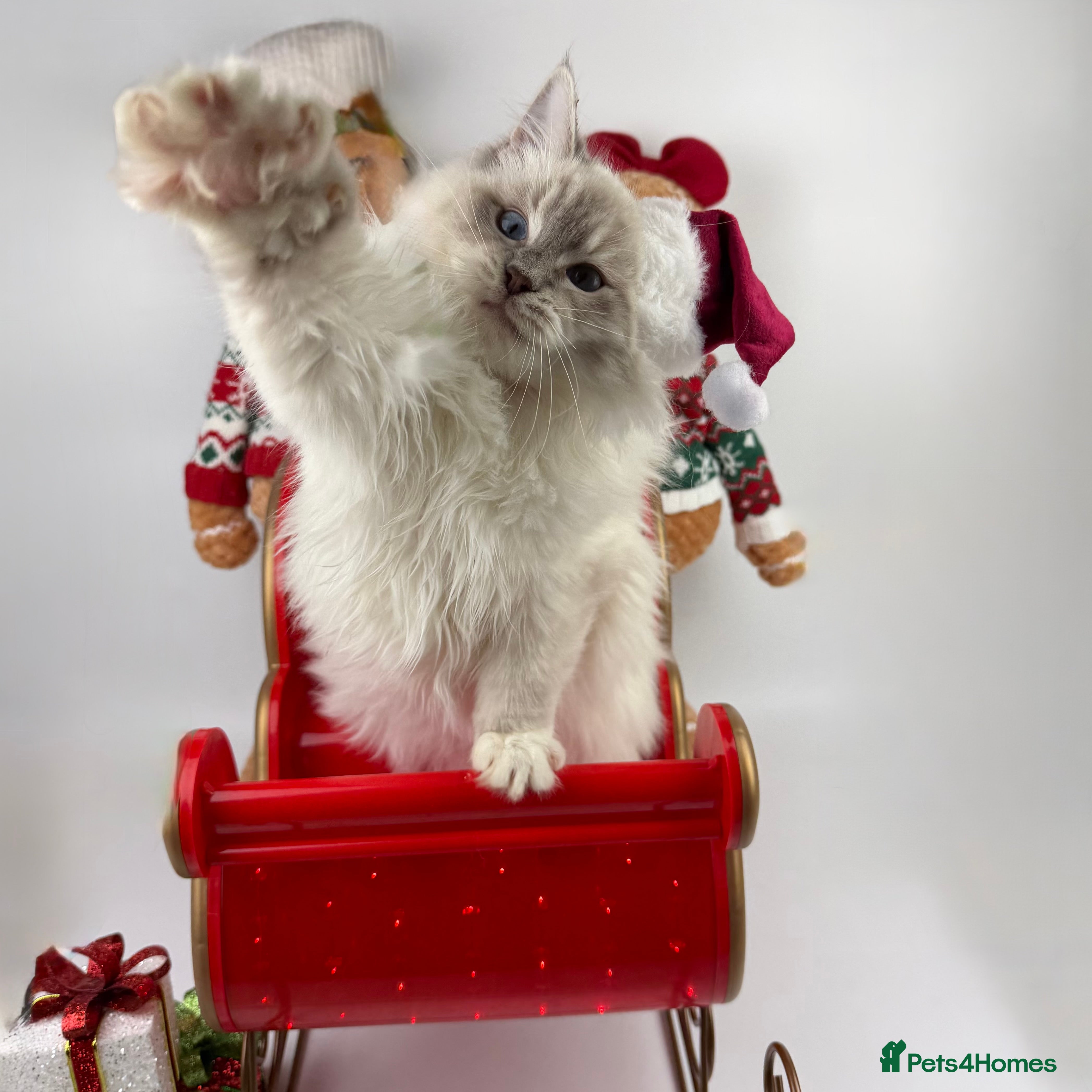 Ragdoll cats 💙 STUNNING GCCF GRCH SIRED RAGDOLL KITTENS 💙 - Advert 1