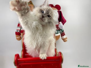 Ragdoll cats 💙 STUNNING GCCF GRCH SIRED RAGDOLL KITTENS 💙 - Advert 2