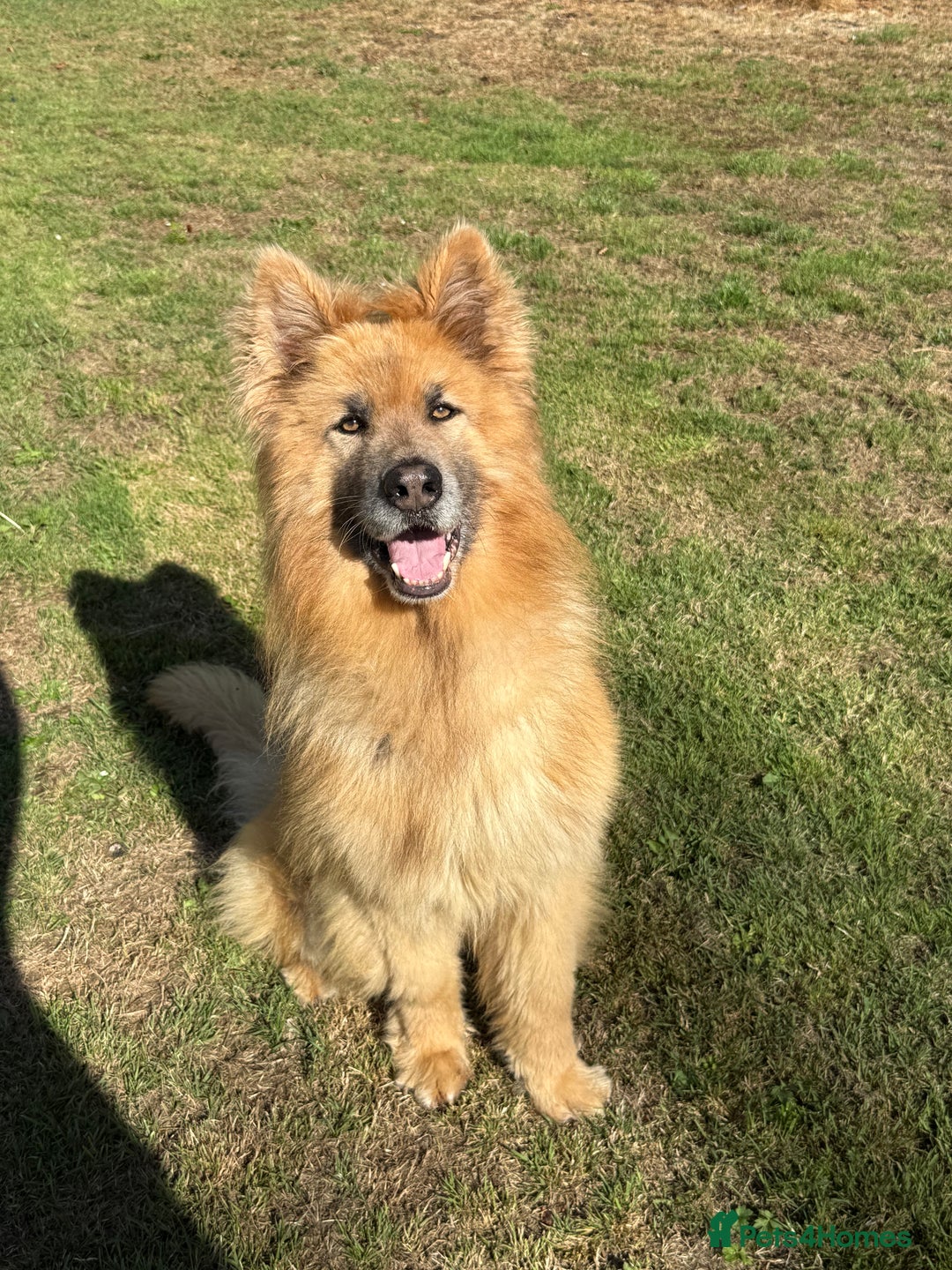 German Shepherd dogs for sale: ❤️KC health tested unique gsd babies 🩷 - Image 4