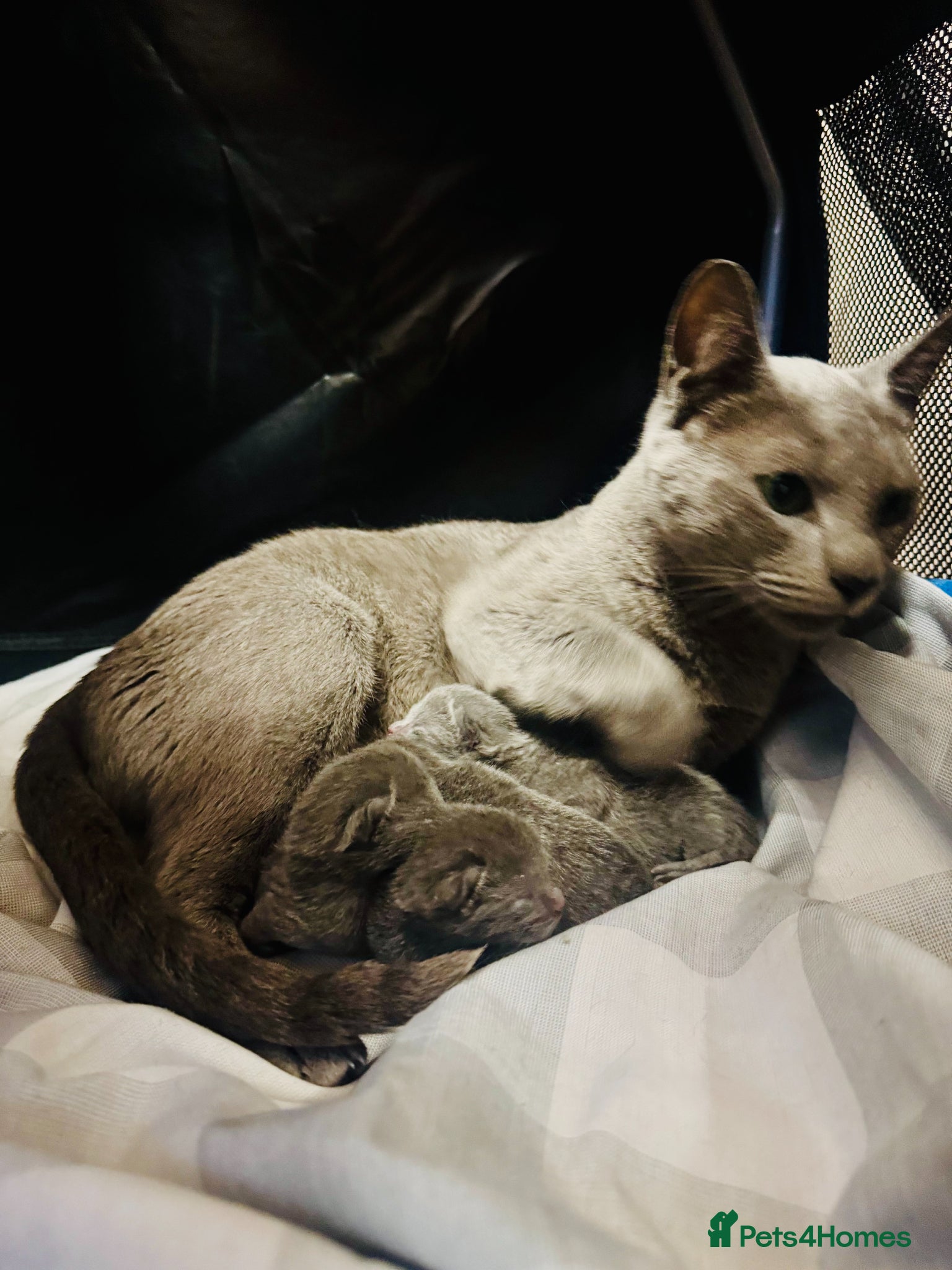 Russian Blue cats for sale: Pure Breed Russian Blue Kittens - Advert 3