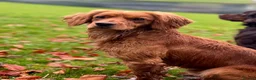 Cocker Spaniel dogs for stud: Small, Compact KC reg,Health Tested Cocker at Stud - Advert 6