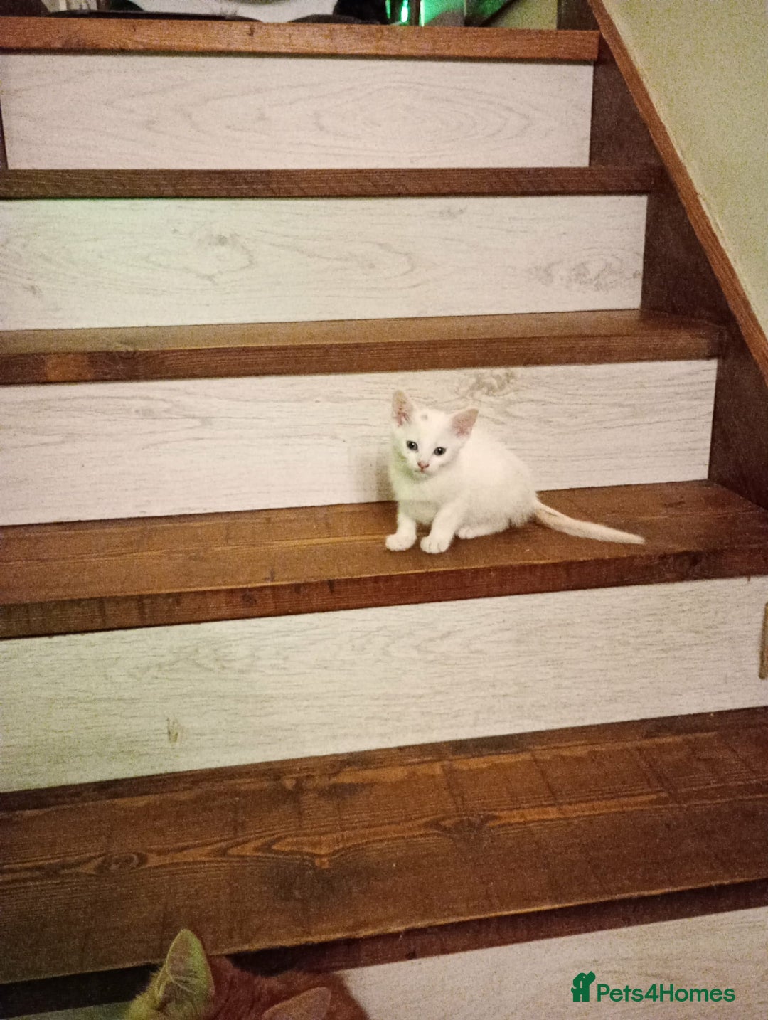 Turkish Van cats for sale: wonderful white cat - Advert 2
