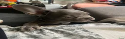 French Bulldog dogs for sale: 9 week old blue French bulldog  in Gravesend - Advert 12