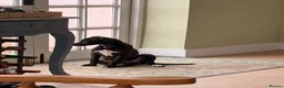Whippet dogs for sale: Beautiful KC Whippet Puppies - Advert 11