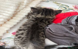 British Longhair cats for sale: Beautiful kittens for sale - Image 3