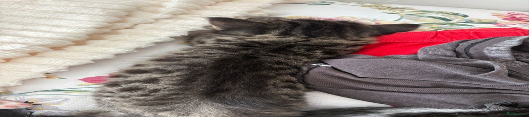 British Longhair Kitten 3
