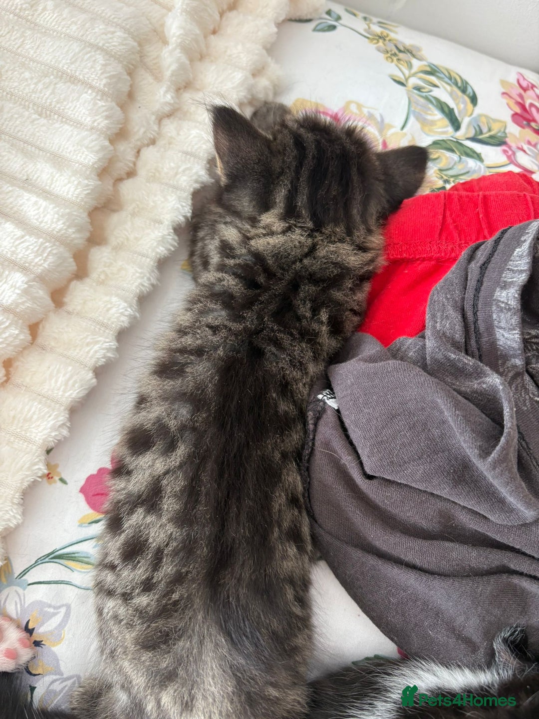 British Longhair cats for sale: Beautiful kittens for sale - Image 3