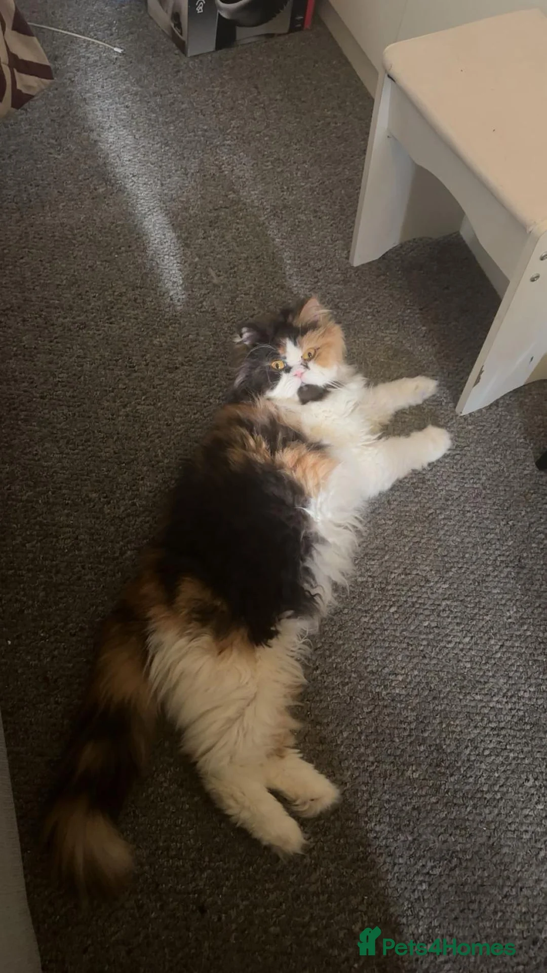 Persian cats for sale: Persian chinchilla  in London - Advert 2