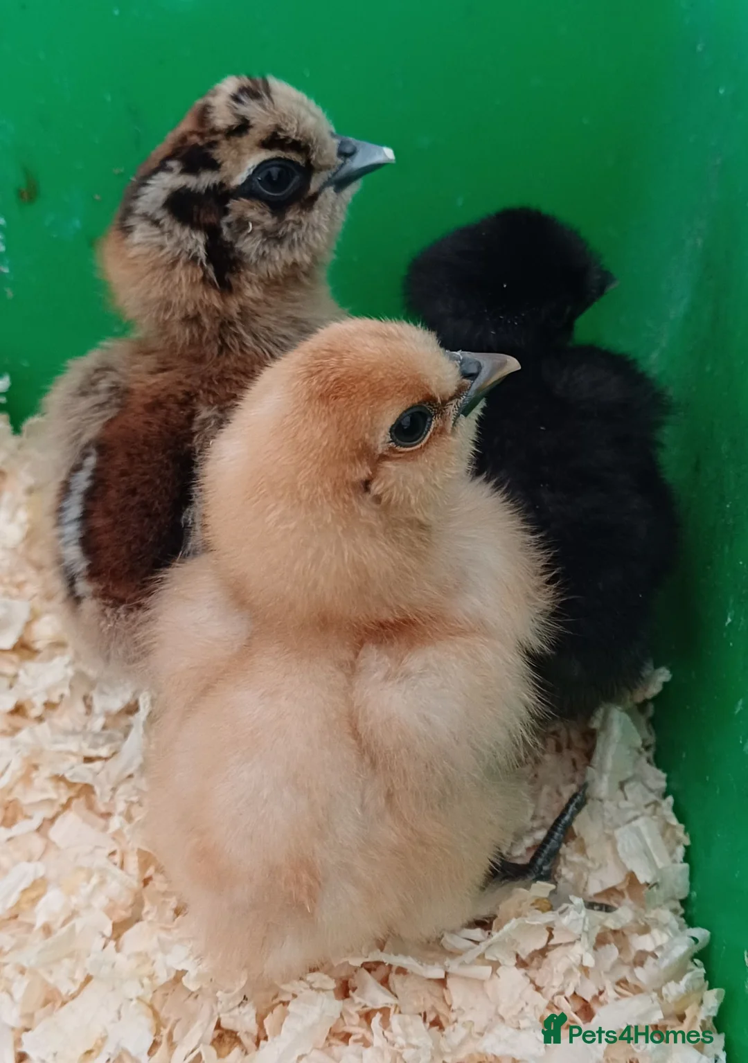 Chickens poultry for sale: Silkie chicks and hatching eggs! - Advert 8