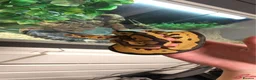 Python Snake reptiles for sale: Leopard ball python in Nottingham - Advert 1